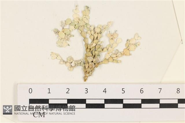 仙掌藻, 海仙人掌藏品圖，第1張