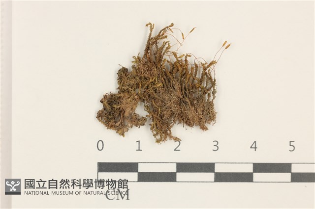 扭口蘚藏品圖，第1張