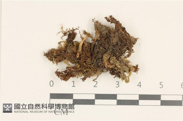 卷葉仙鶴蘚藏品圖，第1張