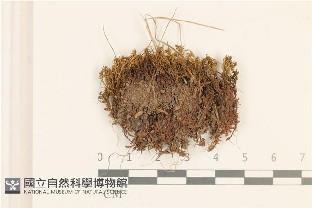 尖葉仙鶴蘚藏品圖，第1張