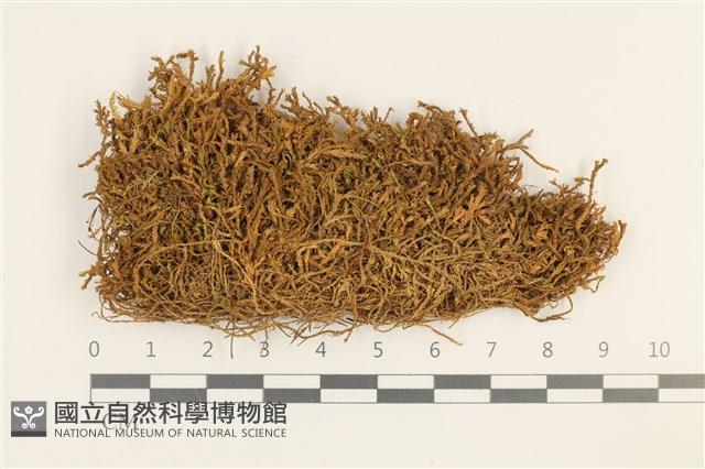 登錄號:B00002268藏品圖，第1張