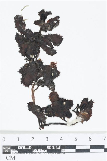 厚葉馬尾藻藏品圖，第1張