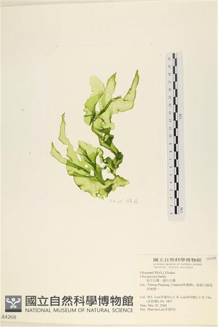 長片石蓴, 裂片石蓴藏品圖，第1張