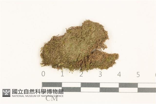 護蒴苔藏品圖，第1張