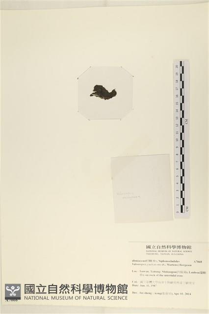 指枝藻藏品圖，第3張