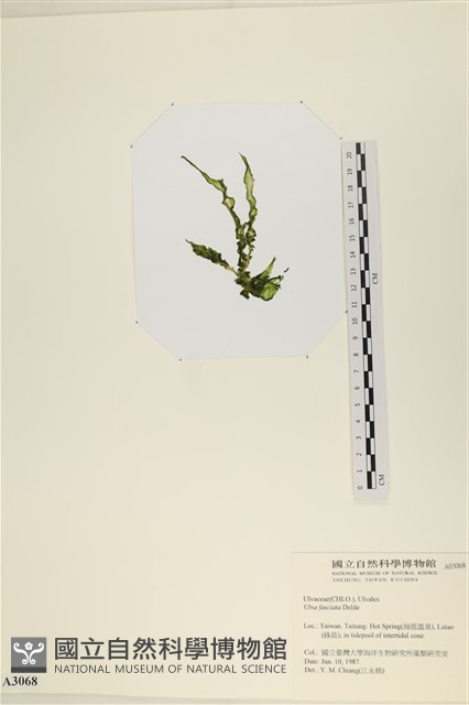 長片石蓴, 裂片石蓴藏品圖，第3張