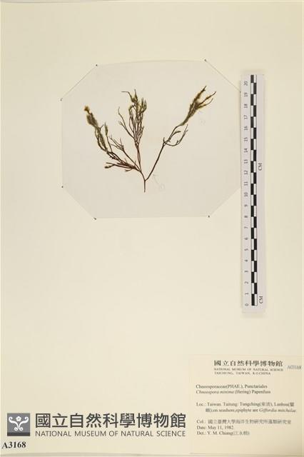 小毛孢藻, 小鹿角苔藏品圖，第3張