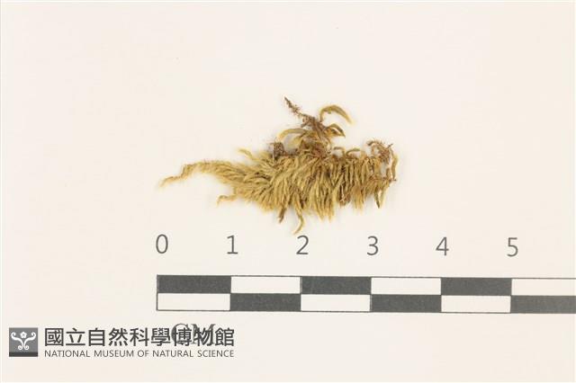 細枝青蘚藏品圖，第1張