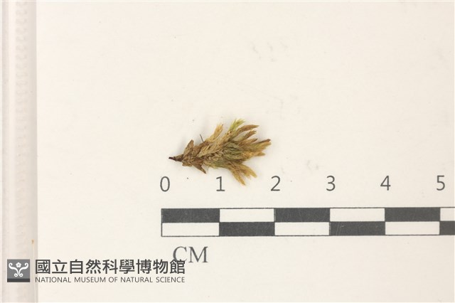 登錄號:B00012468藏品圖，第1張