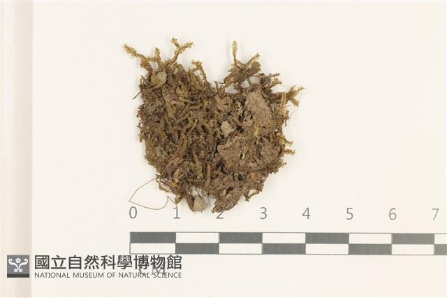 登錄號:B00019468藏品圖，第1張
