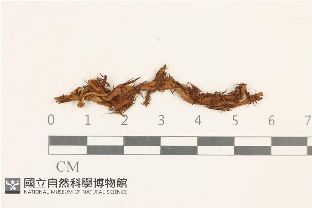 登錄號:B00014468藏品圖，第1張