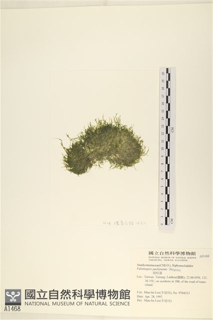 指枝藻藏品圖，第3張