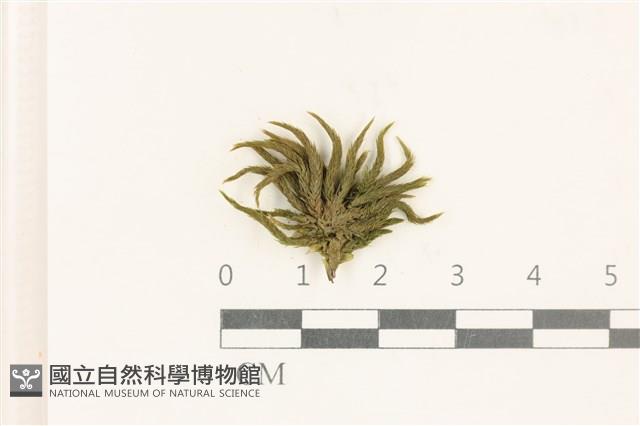 登錄號:B00013468藏品圖，第1張