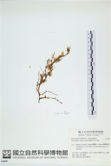 絲狀外子藻, 水雲藏品圖，第3張