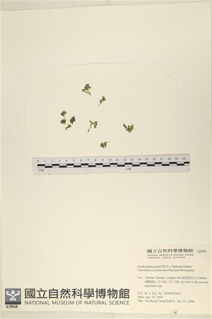 指枝藻藏品圖，第1張
