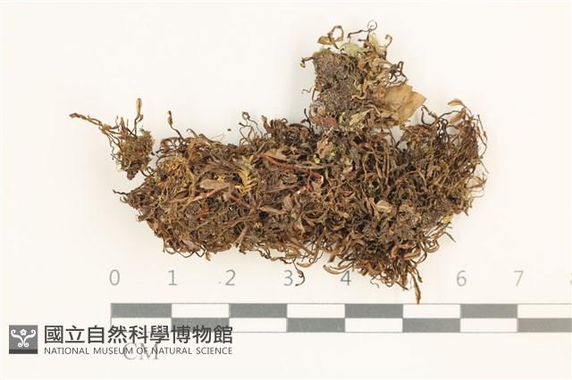 毛擬叉苔藏品圖，第1張