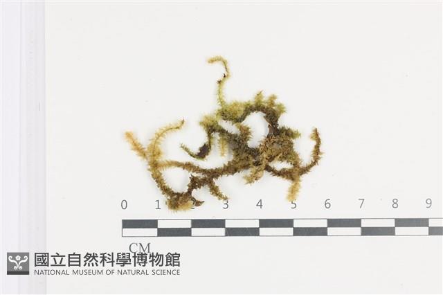 大灰氣蘚藏品圖，第1張