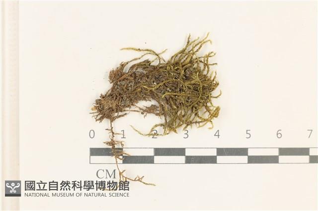 登錄號:B00020368藏品圖，第1張