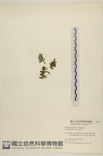 盾葉蕨藻藏品圖，第3張