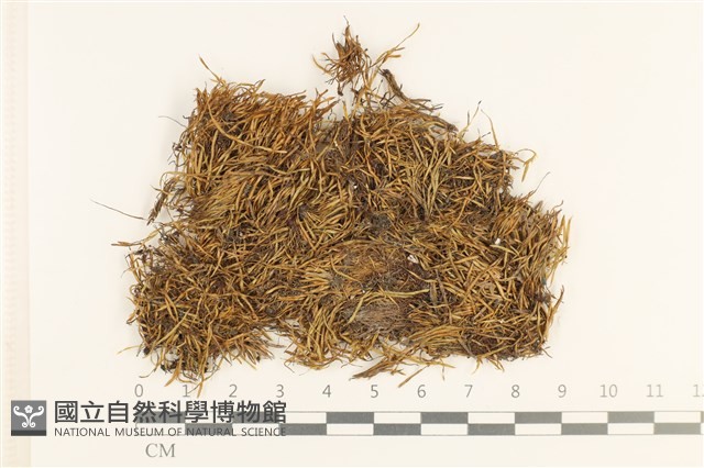 蝦蘚藏品圖，第1張