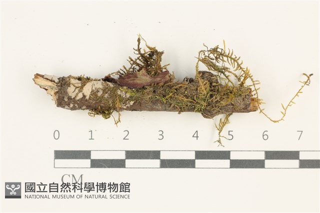 登錄號:B00012768藏品圖，第1張