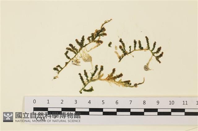 登錄號:A00000768藏品圖，第1張