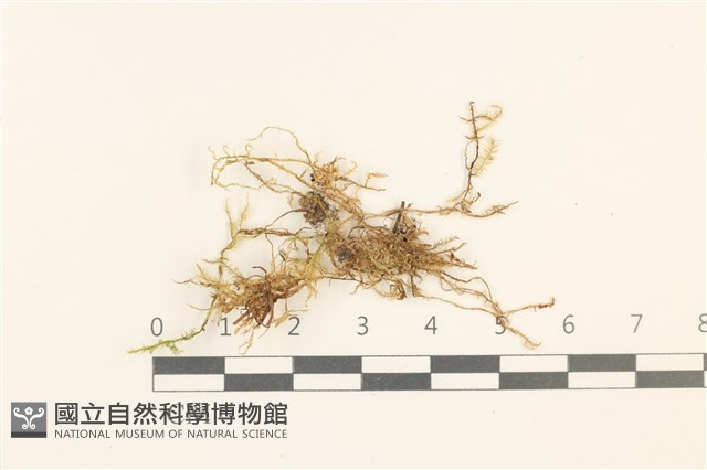 登錄號:B00009608藏品圖，第1張