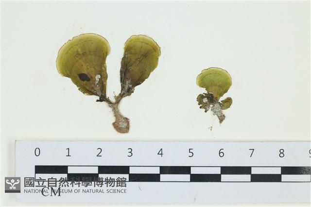 登錄號:A00005608藏品圖，第1張