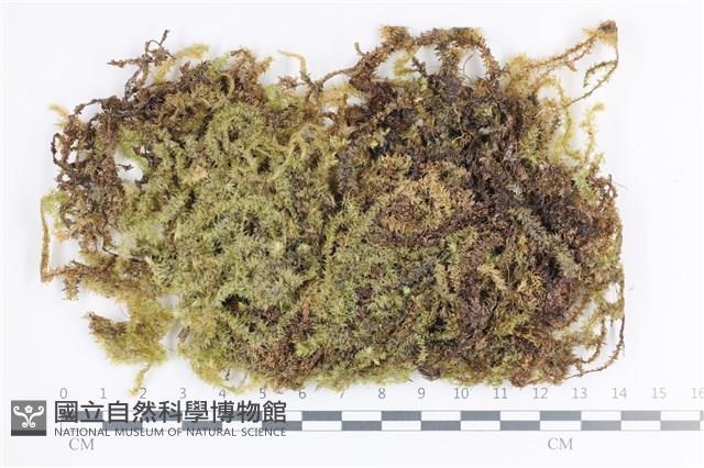 大灰氣蘚藏品圖，第1張