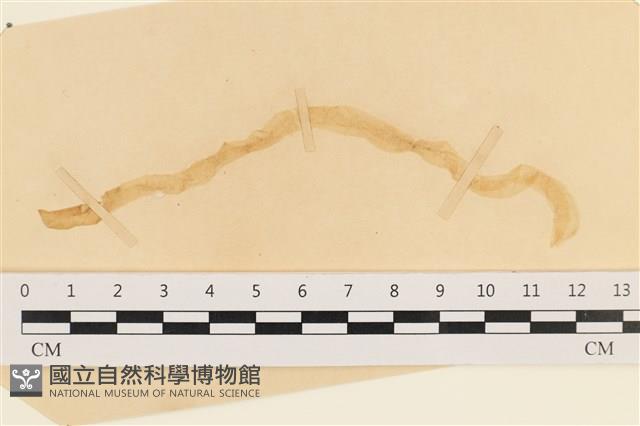 登錄號:A00003608藏品圖，第1張
