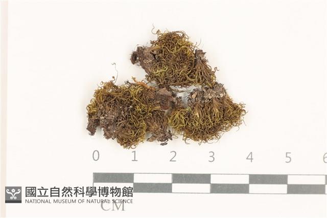 齒邊花葉蘚藏品圖，第1張