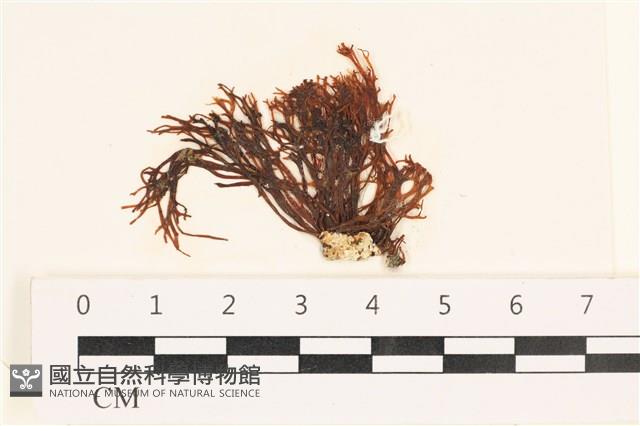小毛孢藻, 小鹿角苔藏品圖，第1張