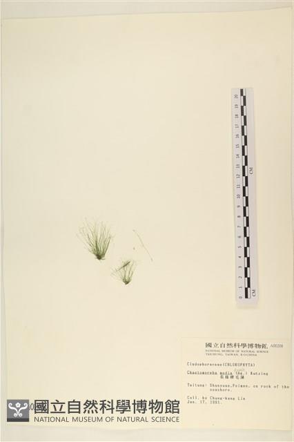 長條硬毛藻藏品圖，第3張