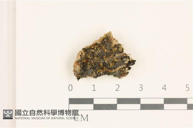 登錄號:B00008008藏品圖，第1張