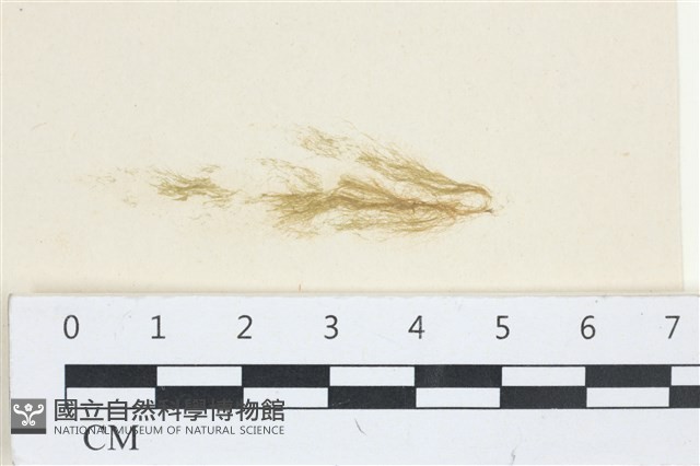 棲狀褐茸藻藏品圖，第1張