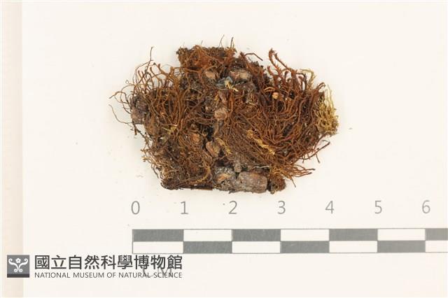 登錄號:B00019008藏品圖，第1張