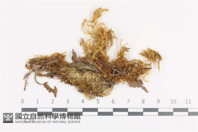 登錄號:B00009008藏品圖，第1張