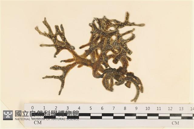 登錄號:A00007008藏品圖，第1張