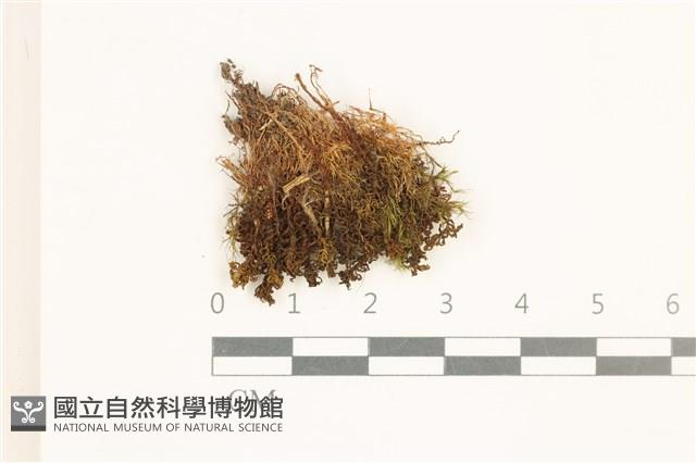 登錄號:B00015108藏品圖，第1張