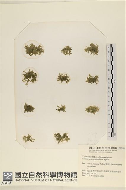 法囊藻藏品圖，第1張