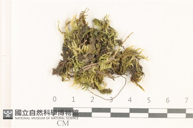 白青蘚藏品圖，第1張