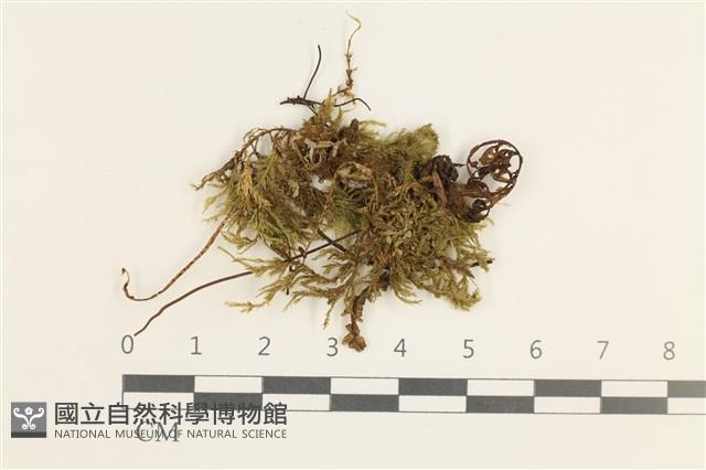 厚角鞭苔藏品圖，第1張
