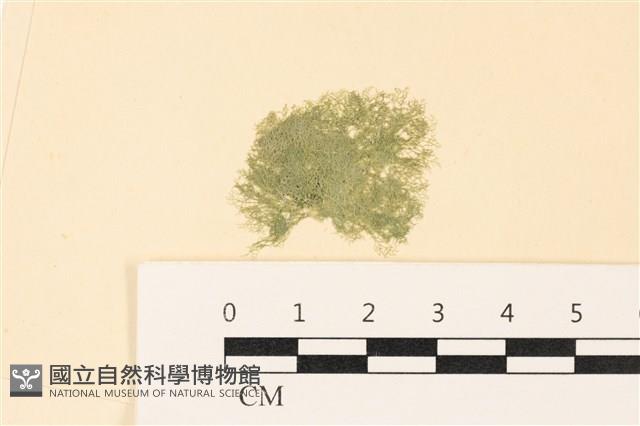 布氏藻藏品圖，第1張