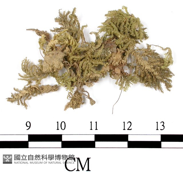 登錄號:B00010508藏品圖，第1張