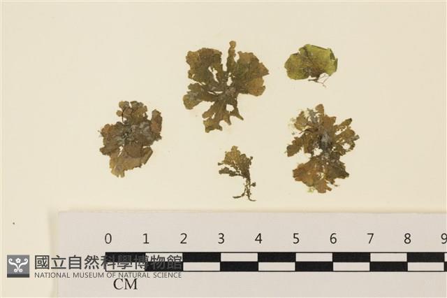 浮網藻, 肋葉藻藏品圖，第1張