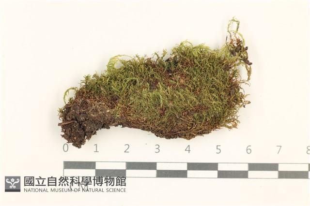 細葉真蘚藏品圖，第1張