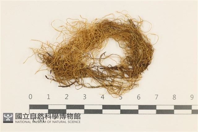 鞭枝懸蘚藏品圖，第1張