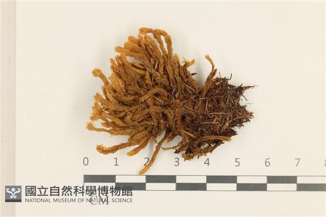 登錄號:B00013408藏品圖，第1張