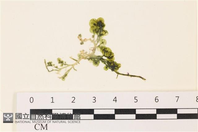 盾葉蕨藻藏品圖，第1張