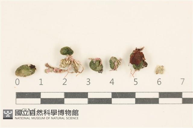 登錄號:A00006808藏品圖，第1張